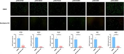 Dihydropyridine-derived calcium channel blocker as a promising anti-hantavirus entry inhibitor